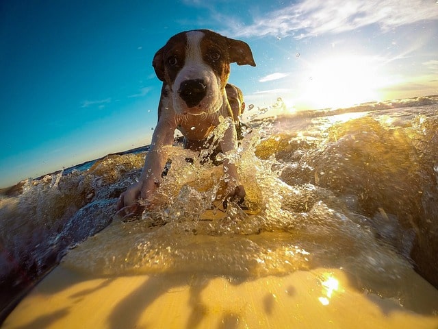 Dog Surfing